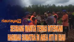 KRONOLOGI WANITA DI PELALAWAN TEWAS DI TERKAM HARIMAU